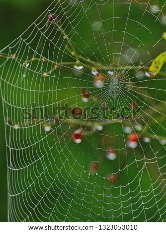 Similar – Image, Stock Photo drosera madagascariensis