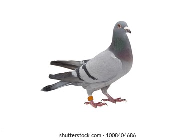 Game Pigeon Icon