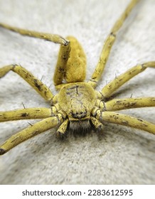 A close up of a spider
