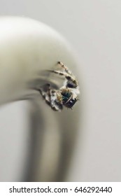 Close up of Spider