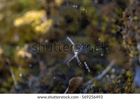 Similar – Image, Stock Photo Mushroom glow in the moor