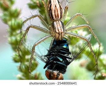 Close up of spider lynx (Oxyopes), macro shot of spider preying on a fly - Powered by Shutterstock