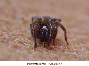 Close Up Spider Macro Shot. Taken In The UK