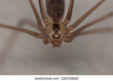 Close Up Spider Macro Shot. Taken In The UK