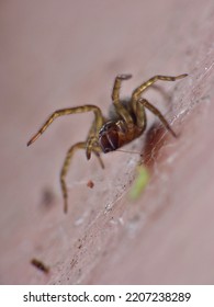 Close Up Spider Macro Shot. Taken In The UK