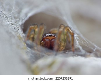 Close Up Spider Macro Shot. Taken In The UK