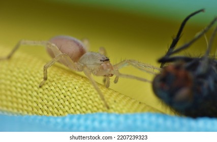 Close Up Spider Macro Shot. Taken In The UK