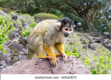 Close Up Of A Spider Monkey At Zoo