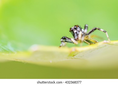 Close up of spider on leaf.
