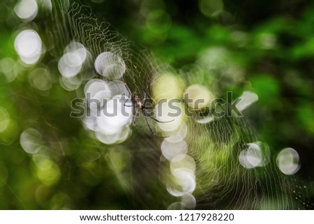 Similar – Image, Stock Photo Lights in the forest