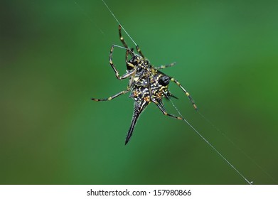 close up a Spider on the web
