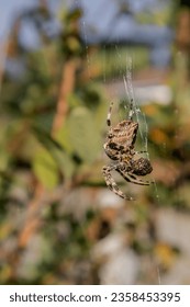 Close up of a spider on a web