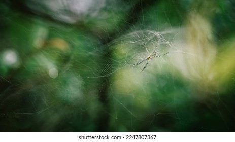 Close up a spider on web in forest with blurred nature background, macro photo, selective focus.