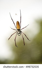 Close  up  spider on a spider web, sunlight, 