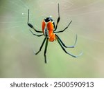 Close up spider orbweaver garden, spider in web, spider ( Leucauge venusta )