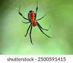 Close up spider orbweaver garden, spider in web, spider ( Leucauge venusta )