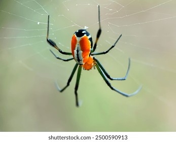 Close up spider orbweaver garden, spider in web, spider ( Leucauge venusta ) - Powered by Shutterstock