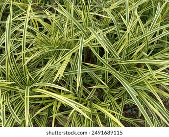 Close up spider plant green ornamental grass - Powered by Shutterstock