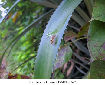 Close up a spider from the side on pineapple leaf 