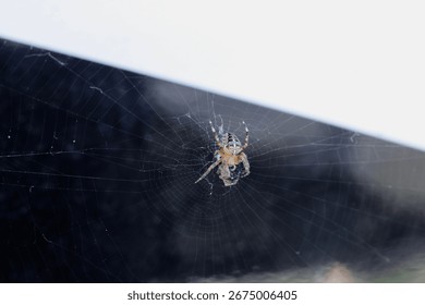 Close Up Spider Sitting on Web