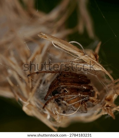 close up of a spider in a tent like web constructed from silk and a grass head
