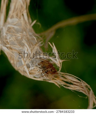 close up of a spider in a tent like web constructed from silk and a grass head