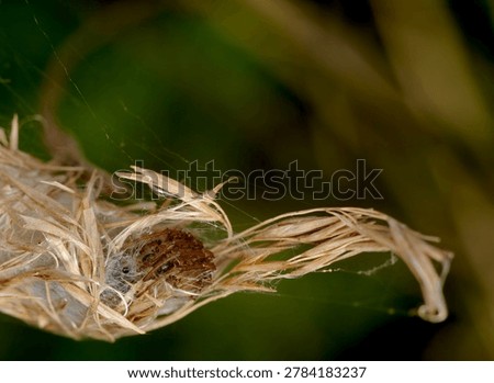 close up of a spider in a tent like web constructed from silk and a grass head