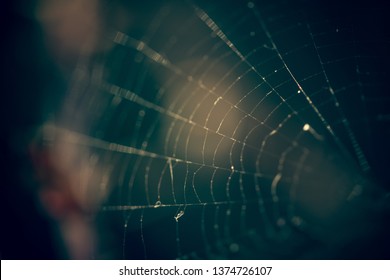 Close up of spider web with blurred background