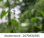A close up of a spider web covered in dew isolated on a blurred, natural background