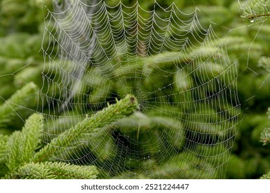 close up of spider web with dew