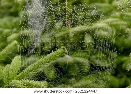 close up of spider web with dew