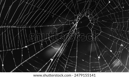 close up a spider web with dew drops in the morning