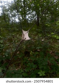 Close up spider web in forest