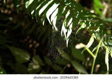 Close up of spider web hanging in the shadows of a fern frond, with light reflecting off of dust motes stuck in the webbing. - Powered by Shutterstock