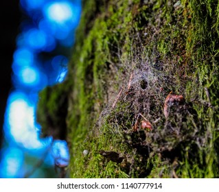 Close up of spider web on a tree.