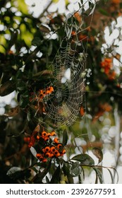 a close up of a spider web on a tree, a cartoon, pexels, with fruit trees, stock photo, halloween decorations