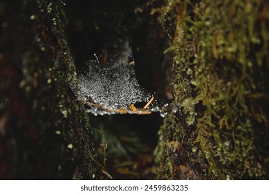 Close up of spider web wet with dew and hanging between tree trunks, mostly in shadow.  - Powered by Shutterstock