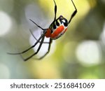 Close up of spiders in the web, the garden orbweaver spider (Leucauge venusta)