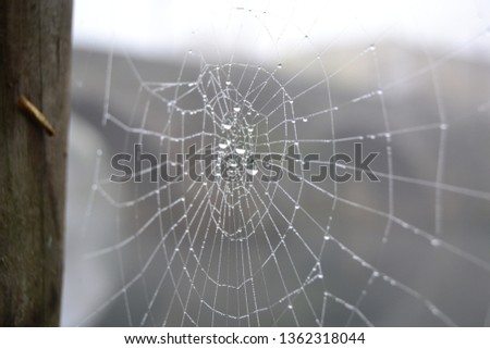 Close up of a spiderweb with drops of dew