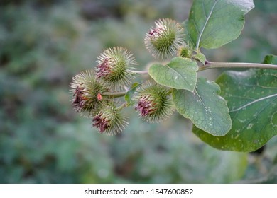 Close Up Of Spiky Burdock Seed Heads