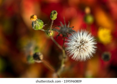 Close Up Spiny Sowthistle Flowers In Nature