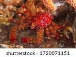 close up of spiny squat lobster