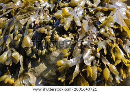 Close up of Spiral wrack seaweed, Fucus spiralis, growing on a beach
