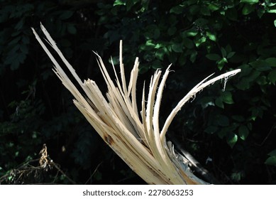 Close Up of Splintered Trunk of Storm Demolished Tree  - Shutterstock ID 2278063253