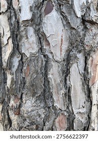 Close Up Split Bark With Peeling Layers In Pink And Grey Tones
