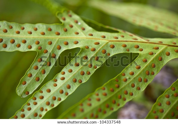 Close Spore On Underside Fern Leaves Stock Photo (Edit Now) 104337548