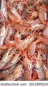 Close Up Of Spot Prawns In Prince William Sound, Alaska