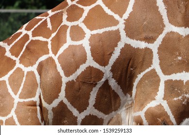 キリン柄 の写真素材 画像 写真 Shutterstock