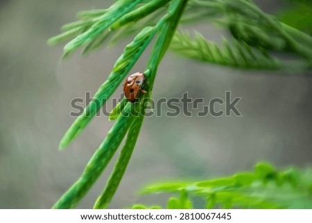 Close up of a spotted ladybug on wild plant featuring artistic swirly bokeh effect