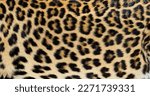 Close up of spotted Leopard fur texture